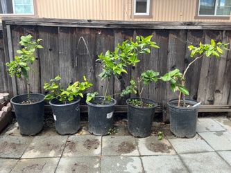 Potted Meyer Lemon Tree (2 year-old) $28 each