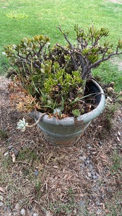 Plant and pot