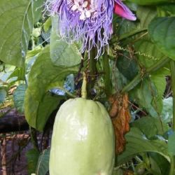 Giant Granadilla Plant 