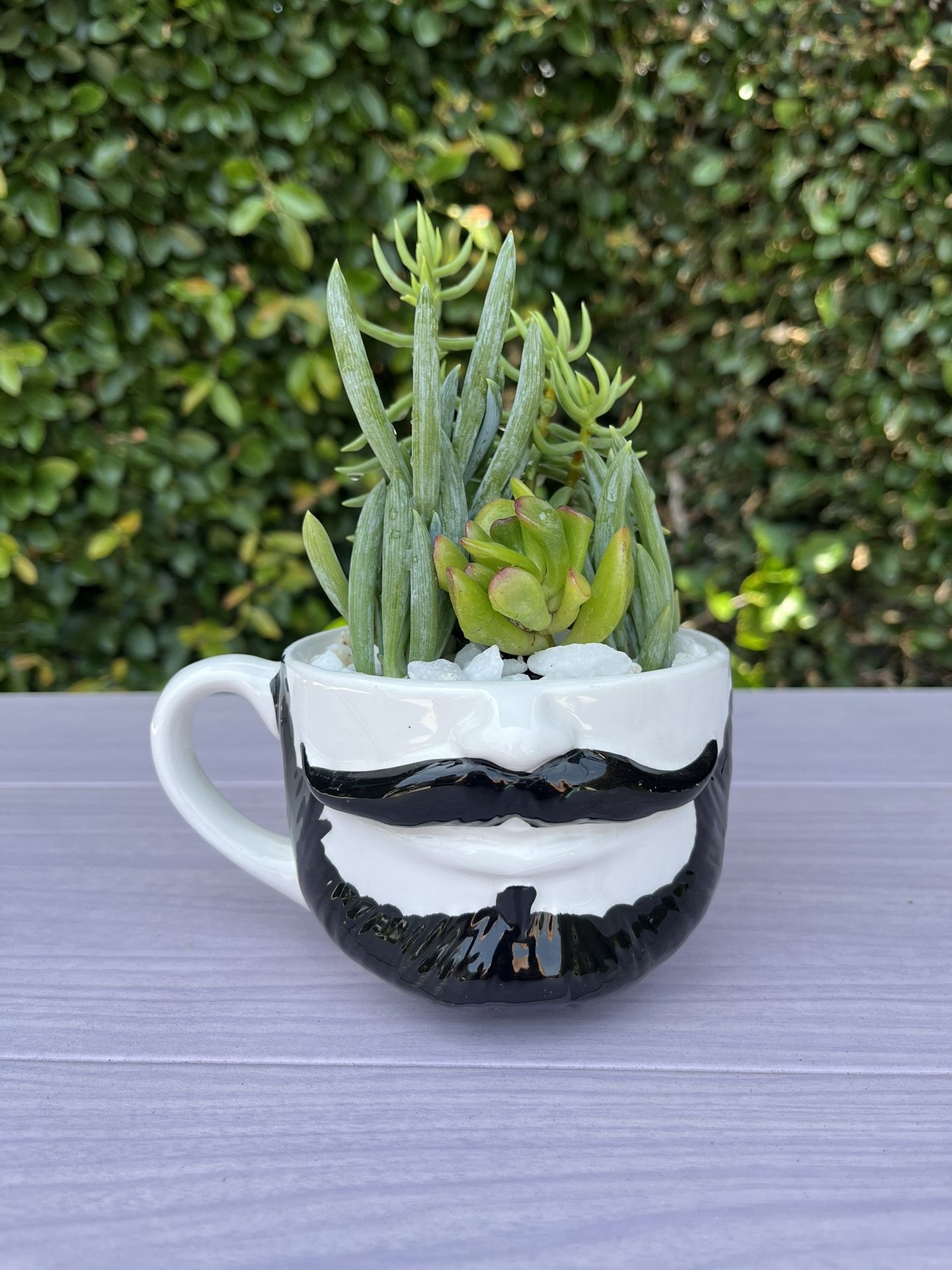 Succulents