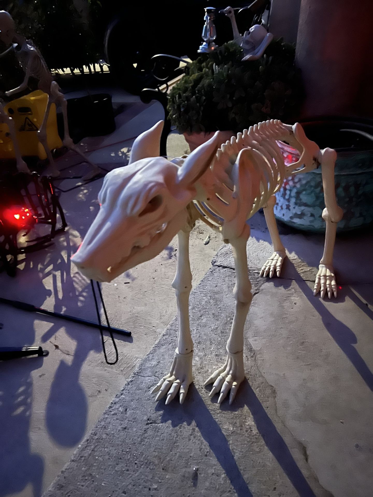 Large Dog Skeleton 