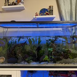 Fish Tank READ DESCRIPTION PLEASE