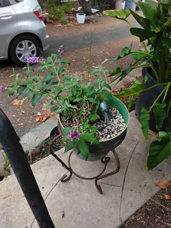 Metal Plant Stand with  Purple butterfly bush