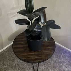 Burgundy Rubber Plant HEALTHY