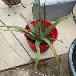 Big Aloe In A 12 Inch Pot