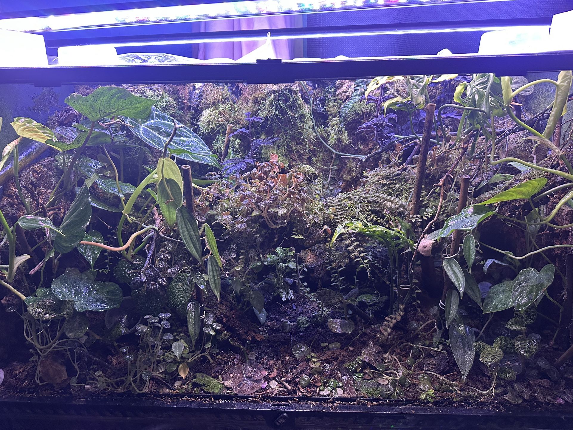 Exo terra Terrarium (Everything Included)