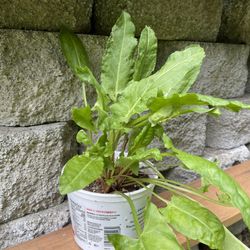 Sorrel Edible Perennial Plant (Used in Sauces and Soups)