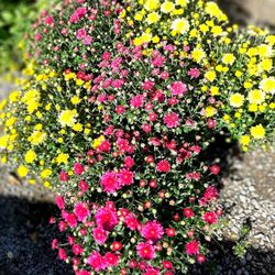 🍂🏵FALL READY GARDEN MUMS,  VERY HEALTHY & VARIETY OF COLORS TO CHOOSE FROM🏵🍂