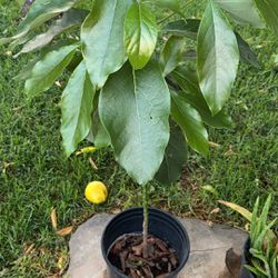 Avocado 🥑 Plant 