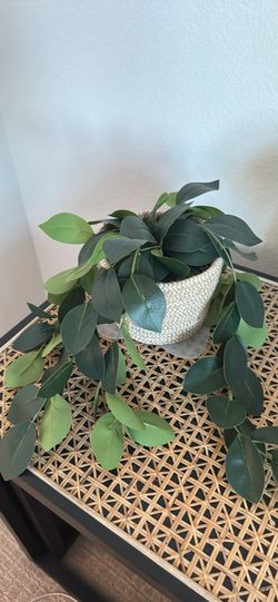 Decorative Plants