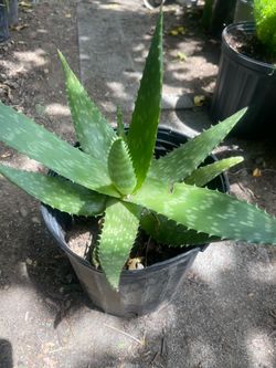 Aloe Vera plant