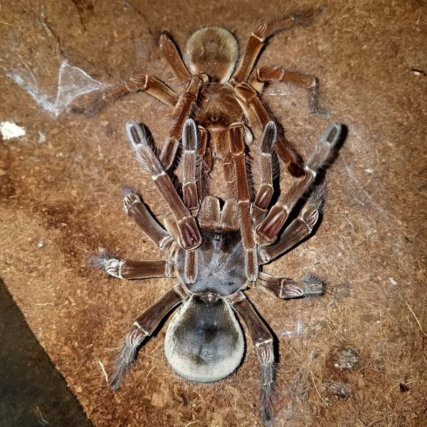 Tarantula for Sale in San Diego, CA OfferUp