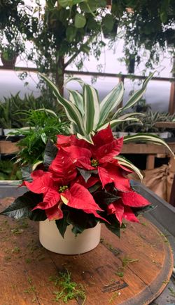 Christmas plants arrangement