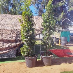 Focus Nitida 9ft Tall 25 Gallons 