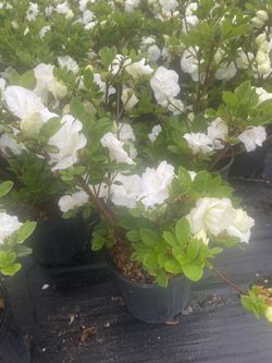 Hardy gardenia azaleas 1 gallon starting to bloom $10