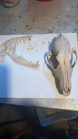 Coyote skull