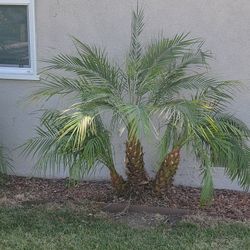 Palm Trees $25