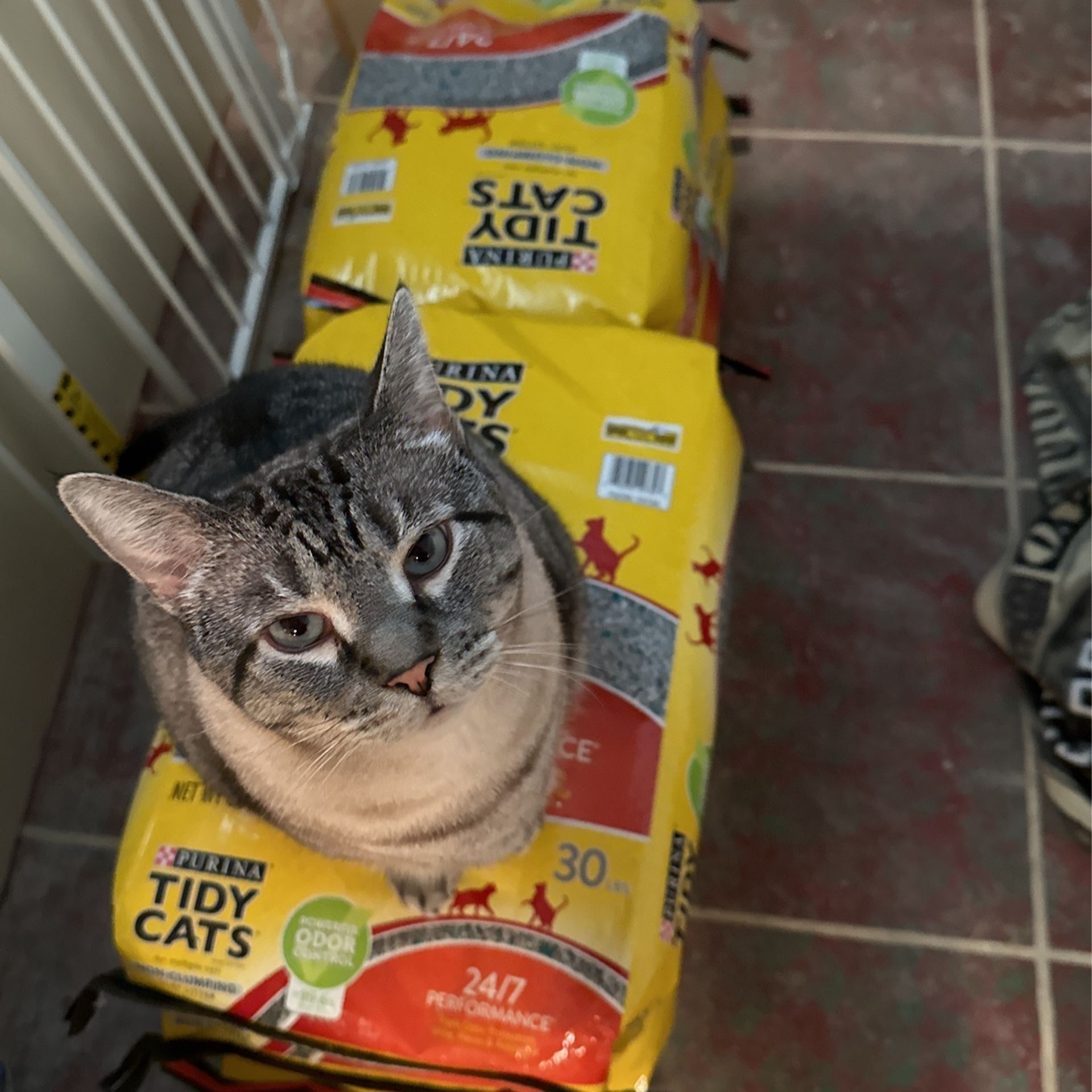 Cat litter
