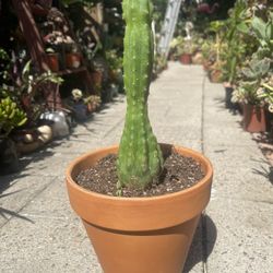 San Pedro Cactus Succulent 