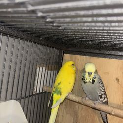 Birds Cage 