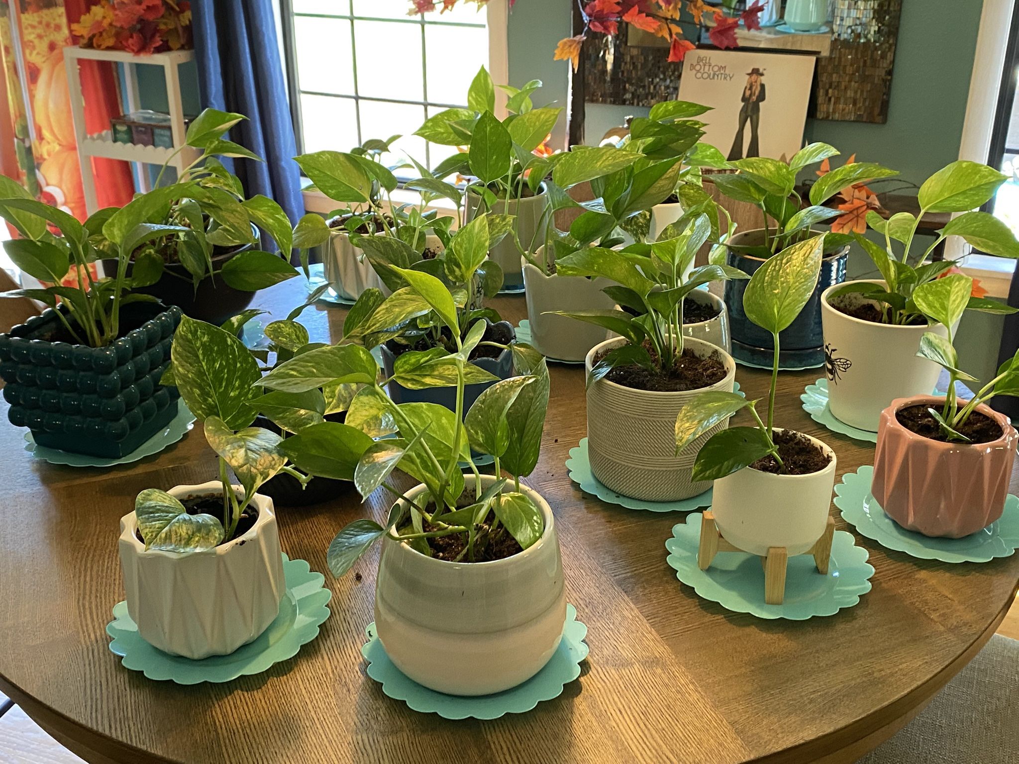 Golden Pothos Plants