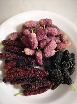 Fruiting Mulberry Plant 