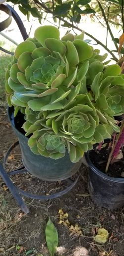 Aeonium natural plant