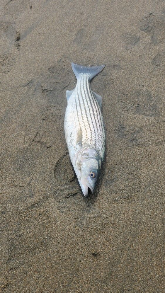 Pier Set Or Beach For Fisbing 
