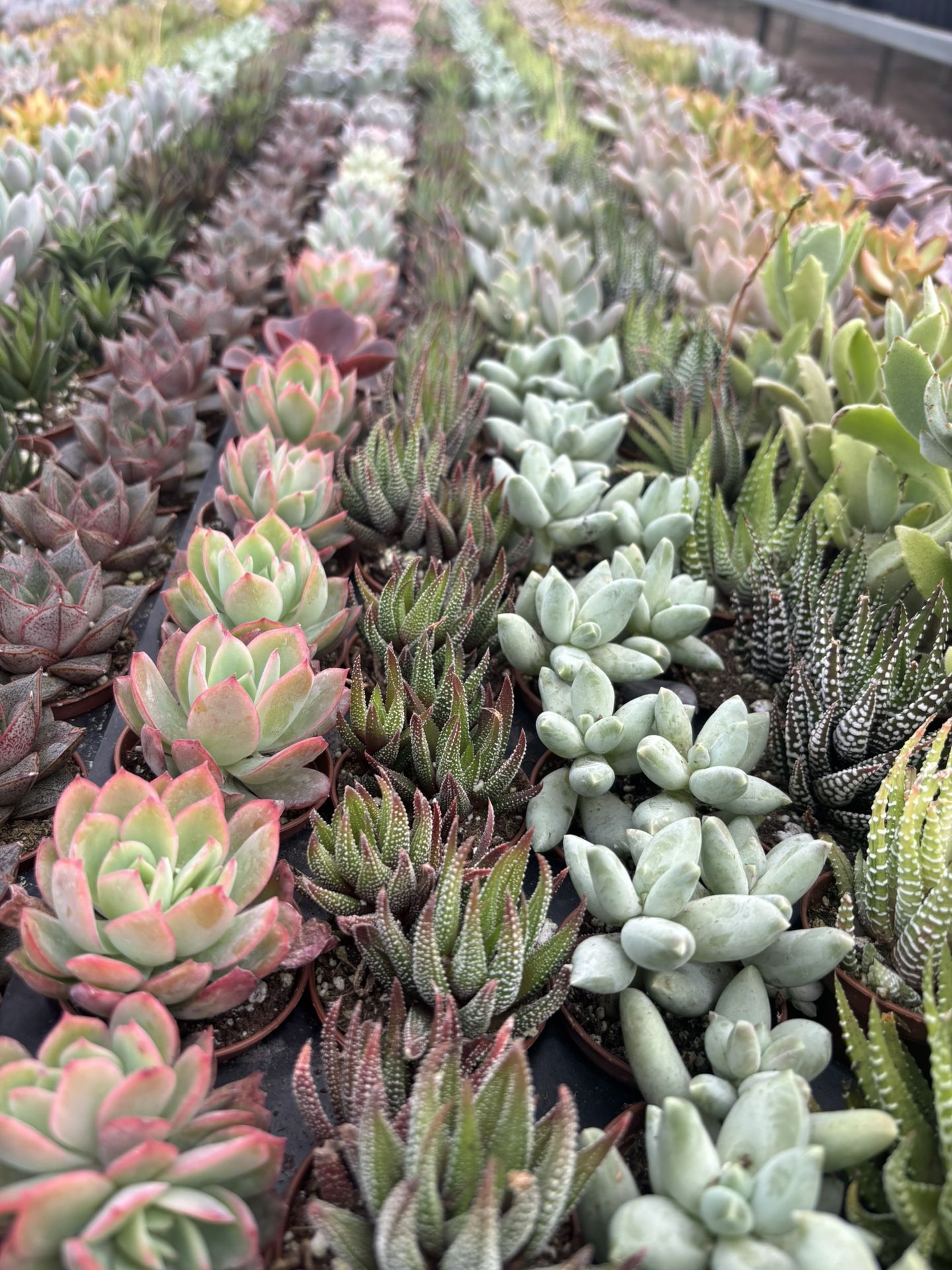 2” Mini Succulents Asst