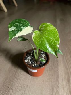 Monstera Crème Brûlée Plant