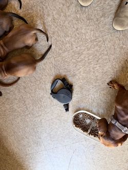 Bowl and dog harness