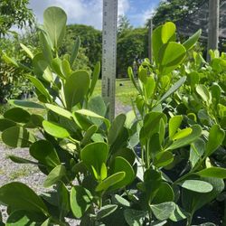 clusias only 6.50  50 qyt and up