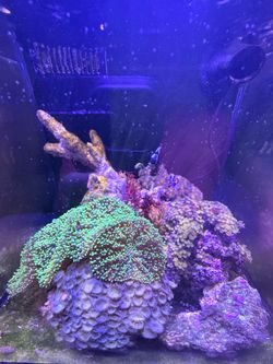 11 Gallon Fiji Nano No Live Fish