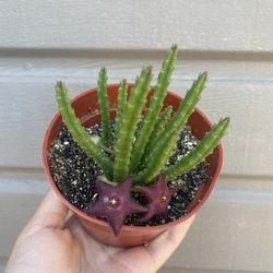 4” stapelia paniculata