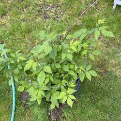 Producing Patio Raspberry Plant With Trellis In Nursery Pot 