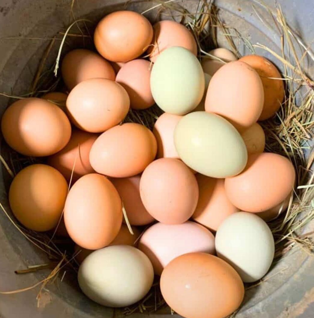 Fresh Farm Eggs
