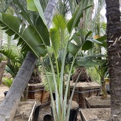 Travelers Palm