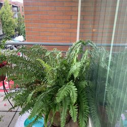 Balcony Plants - Giant Fern Plant - Japanese Maple With Red Bark