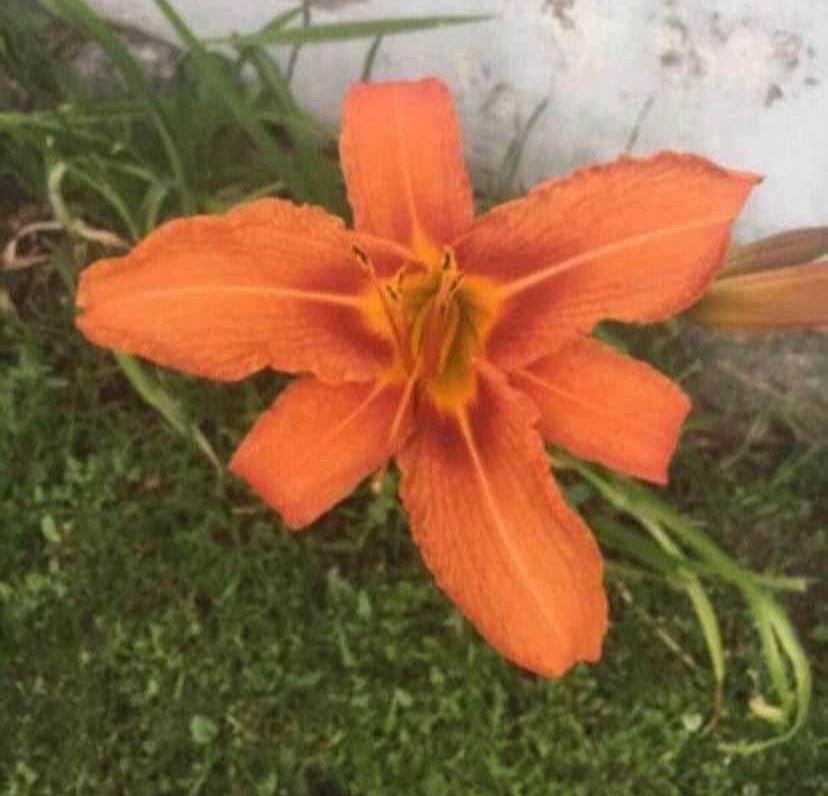 Outdoor Flowers - TIGER LILLIES