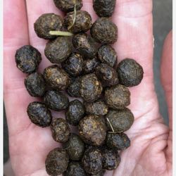 rabbit poop fertilizer 
