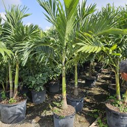 Christmas Palms Adonidias Trees foxtail  Adonideas single double triple