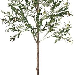 Olive Tree(brand new)