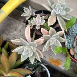 Plant