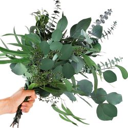 12 Pcs Mixed Real Dried Eucalyptus Leaves Stems - Preserved Eucalyptus Branches, Silver Dollar Eucalyptus, Seeded Eucalyptus Bouquets for Vase Floral 