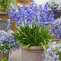 Spanish Bluebells 🪻Organically Grown