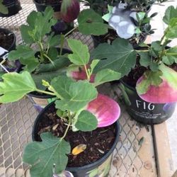 Turkey Brown Fig Dwarf Species Plants Trees 