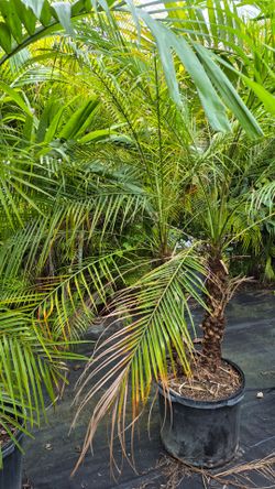 Arecas Palms For Inmediate Privacy. About 7 feet Tall.