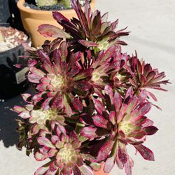 Aeonium Mardi Gras Imported Korea