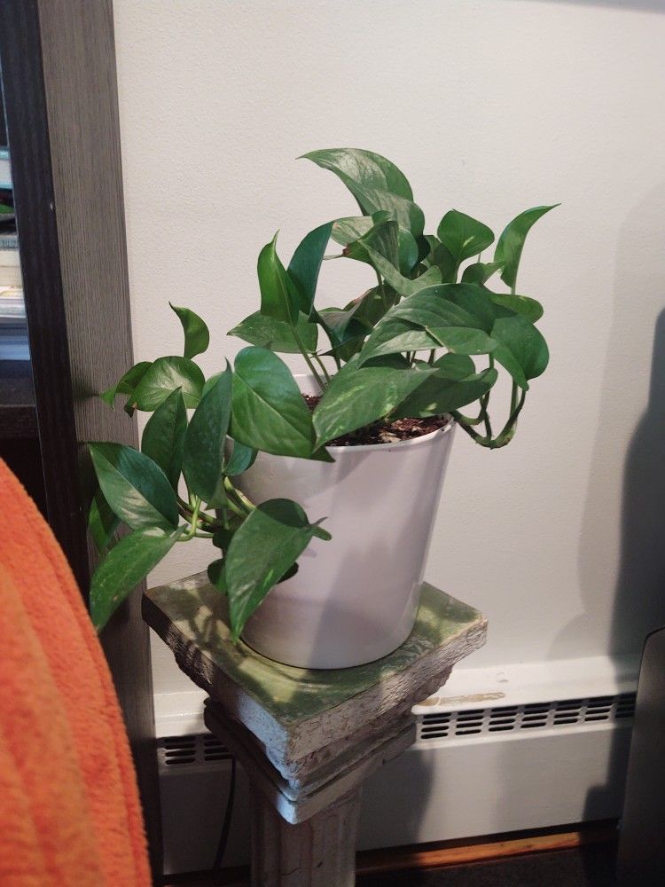 Plants