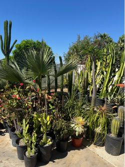Wide variety of cactus and succulents plants